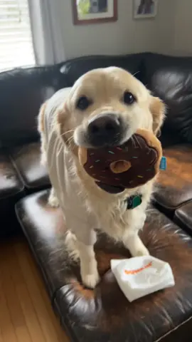 EDIT: TAG DUNKIN FOR PO! Po Runs On Dunkin’ 🍩❤️  #fyp #foryou #goldenretriever #dunkindonuts #dunkin 