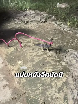 เชือกขาดดีโพด😂#ฟีดดดシ #fyp #ไดโนเสาร์ 