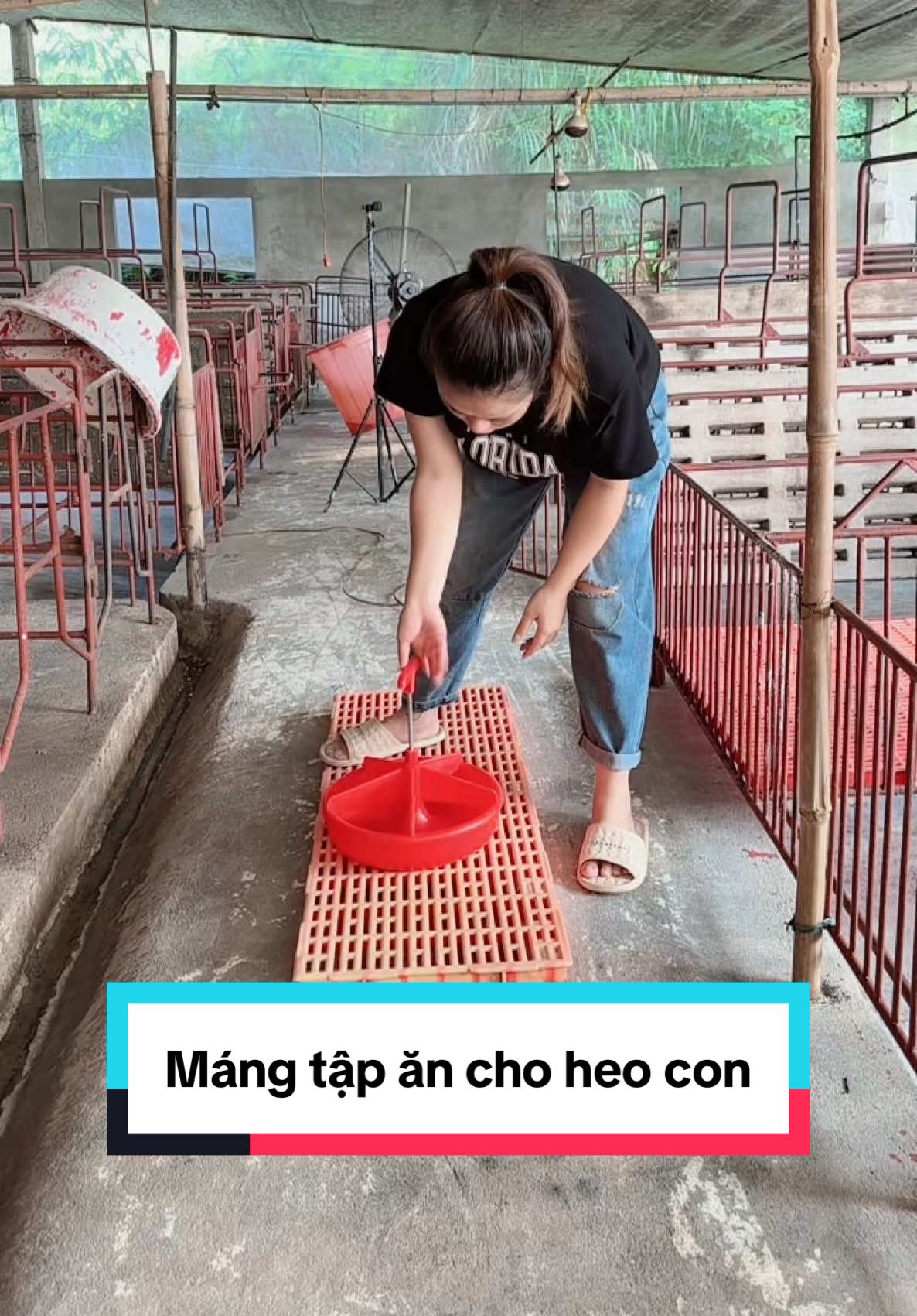 Máng ăn gài sàn cho heo con tập ăn #quynhchannuoi #hoichannuoiheo #channuoiheo #viral 