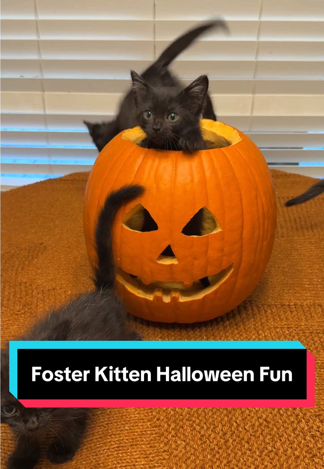 Halloween fun with my foster kittens Edgar, Allen, Poe, and Raven. I couldn’t help myself! #kittens #kittensoftiktok #fosterkittens #jackolantern #halloween 
