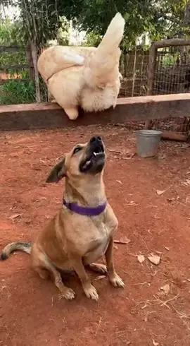 #cachorrosdotiktok #cachorro #animaisnotiktok #cachorrocaramelo 