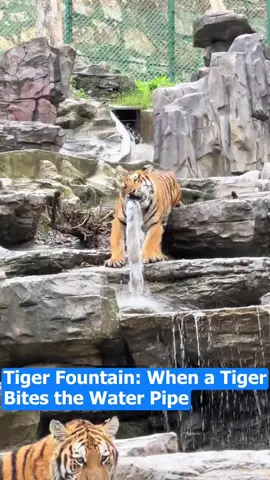 Tiger Fountain! Because the tiger has bitten the water pipe.🐯💦🚰 #FunChina