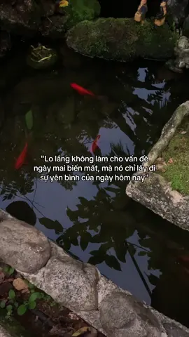 …#tamtrang #story 