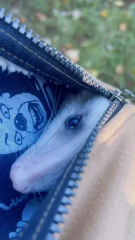 Opossum in my jacket #7seconds #opossumsoftiktok #opossum #foryoupage #opossumlove 