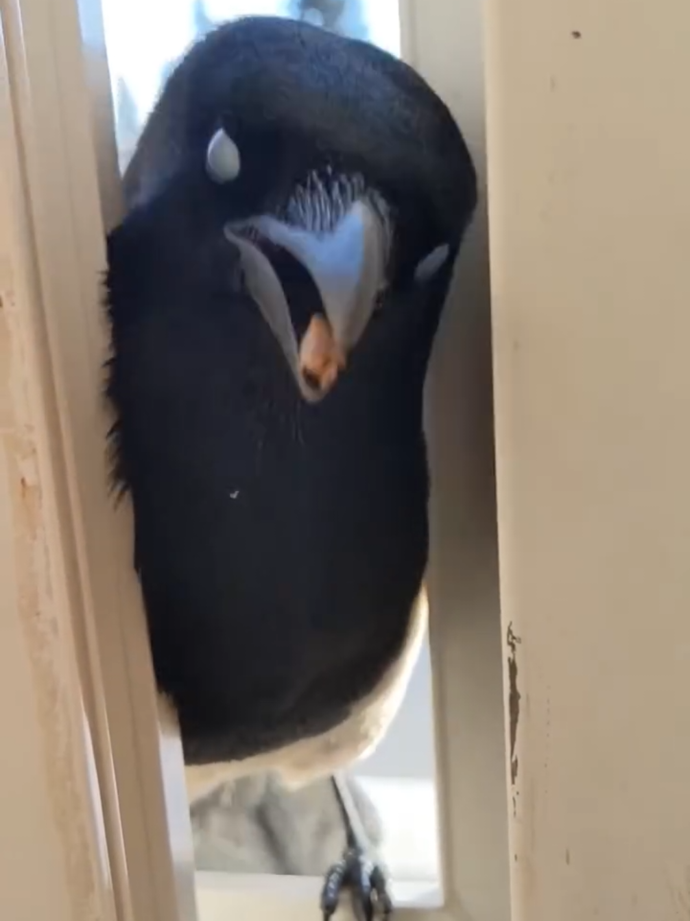 more bullying from Sally 😫🤮 #magpie #birdtok  #talkingbird   #funnybirds #fyp 