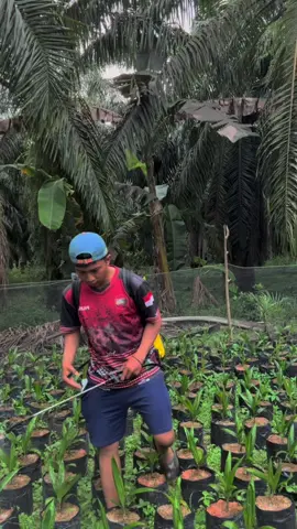 Aussie adalah zat stimulator yang di formulasikan secara presisi yang berfungsi sebagai nutrisi ,dan membentuk imun tanaman 3x lebih kuat,meregenerasi sel sekaligus sebagai obat ganoderma/segala jenis jamur pada tanaman kelapa sawit##sawitontiktok #aussie 