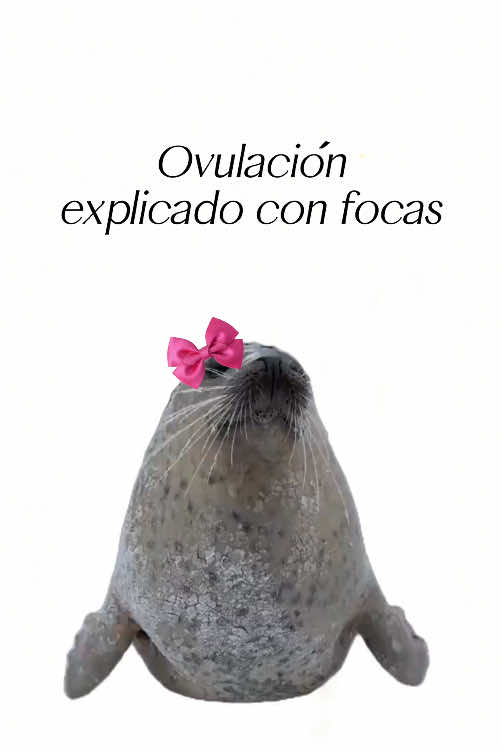 Ovulación, explicado con focas #focas #ovulacion #focaexplica 