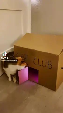 #clubbing #club #miaw #cats #foryou 