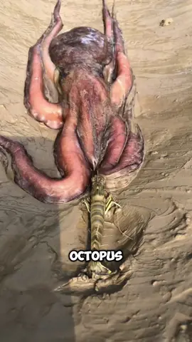 Watch this octopus. It's way bigger than the hole it's squeezing through. But somehow, it melts through solid space like water through fingers😁 #octopus #animals #animal