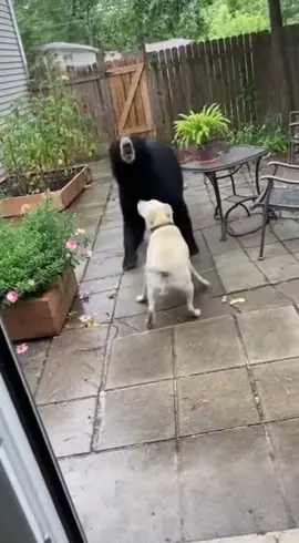 When a Dog Confronts a Backyard Bear #DogVsBear #BackyardBattle #AIWildlife #भालू #oso A loyal dog refuses to back down as a bear enters the yard. Courage meets danger in this intense standoff. You’ll be stunned by how it ends.