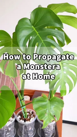 How to Propagate a Monstera at Home 🌿 🌱 Cut a stem with an aerial root – Let it dry a few hours to prevent rot.  🩹 Heal the mother plant – Dab a bit of plant paste on the cut.  🪴 Use a deep pot – With good drainage and Monstera-friendly soil.  🌿 Plant gently – Protect the aerial root and add a support stick.  💧 Water well – Then keep it shaded and airy, not in direct sun.  🌞 Watch it grow – New shoots appear in about a month!  ✨ Bonus – All these Monsteras came from one cutting! #indoorplants #homegarden #plantcare #gardening #plants #caretips #indoorgarden #houseplants #gardentips #gardenproject #gardening101 #plantcaretips #planttips #monstera #plantpropagation #greenthumb #plantlover