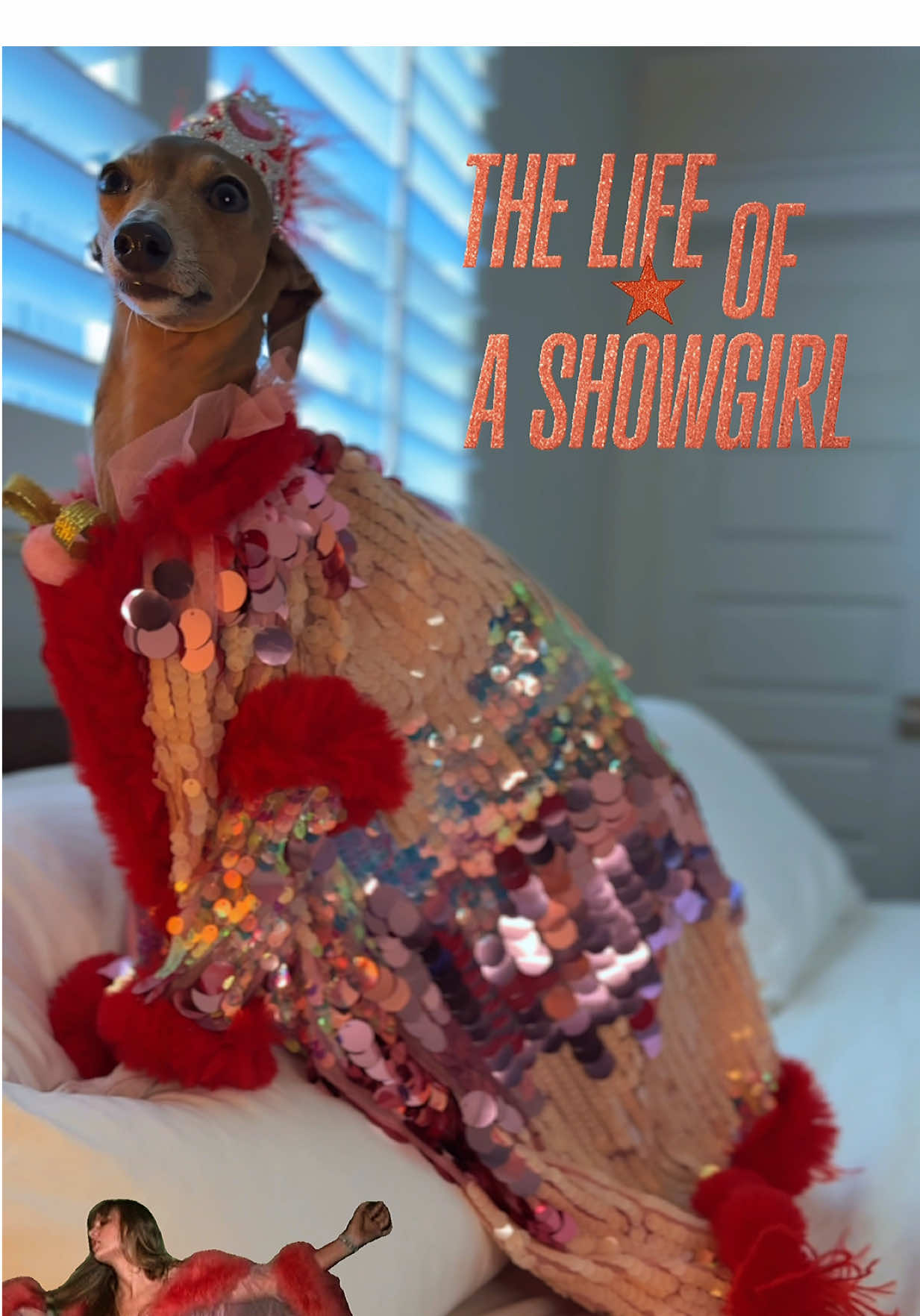 I feel like I am in Taylor Swift’s music video #explore #cutedog #viral #fyp #taylorswift 