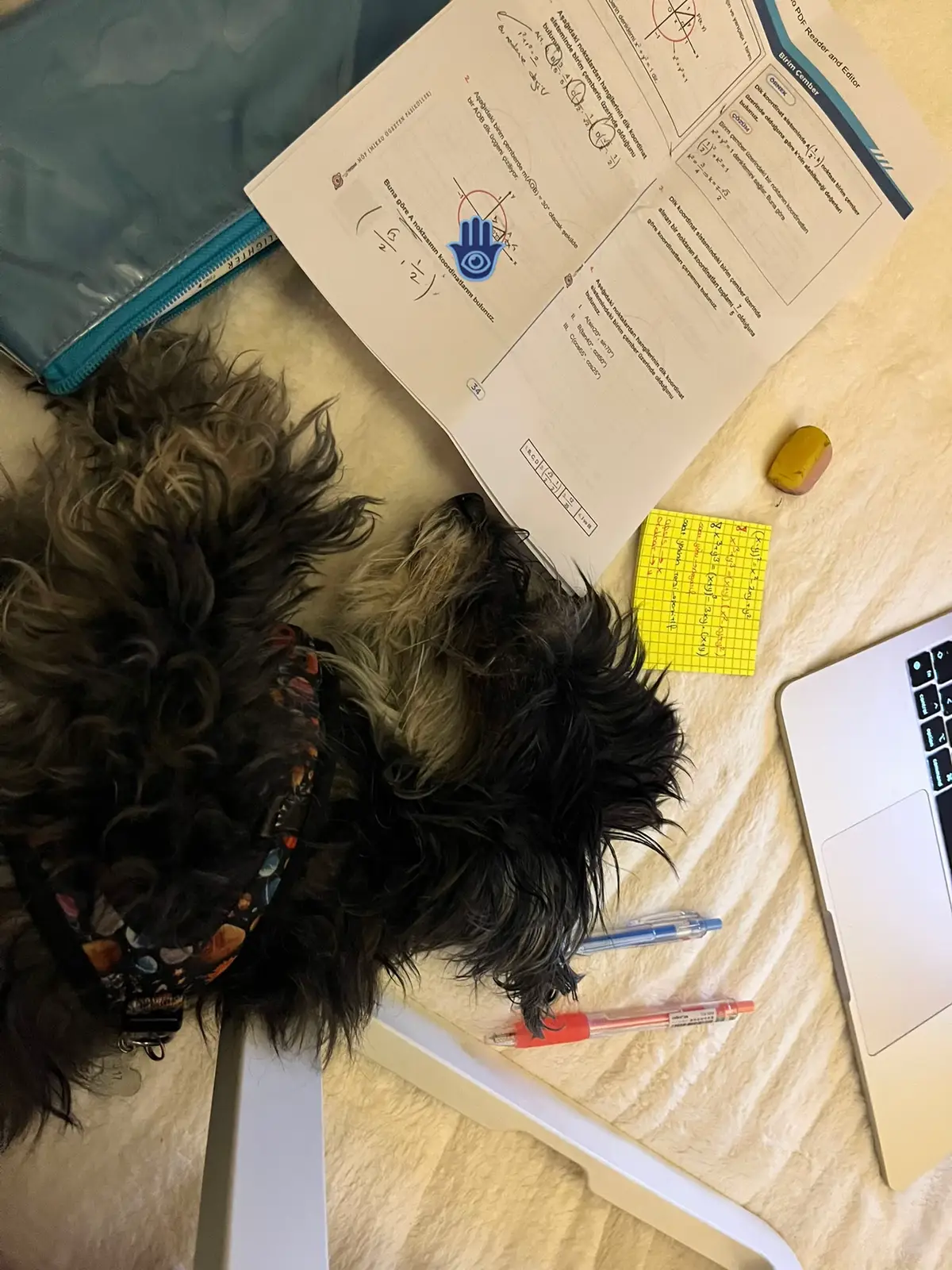 Minik bebeğim seni çok seviyorum 🪬🧿#fyp #dogs 