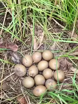 Gà lôi #reels #TikTokAwardsVN #giaitri #xuhuong #fylpシ 