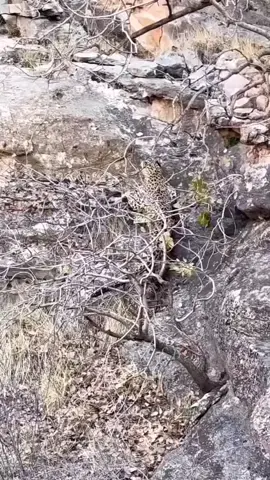 #tiger #sarwan_nature #galiye_sole #kurdstan #shreenmountain 
