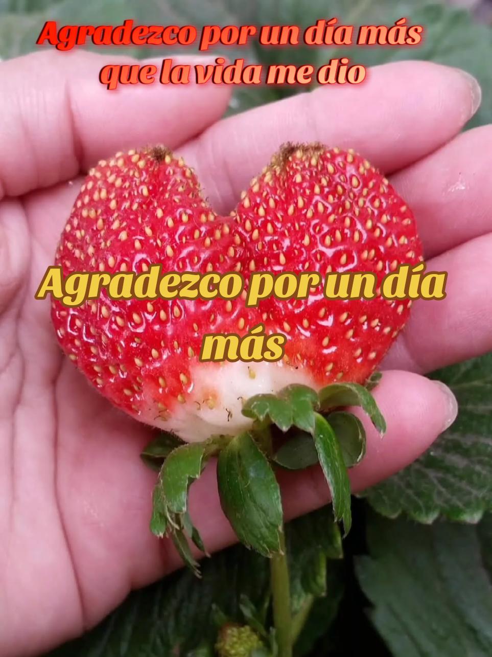 Agradezco por un día más que la vida me dio #agradezcoporundiamas #agradezco #Dios #vida #placeresdelavida 