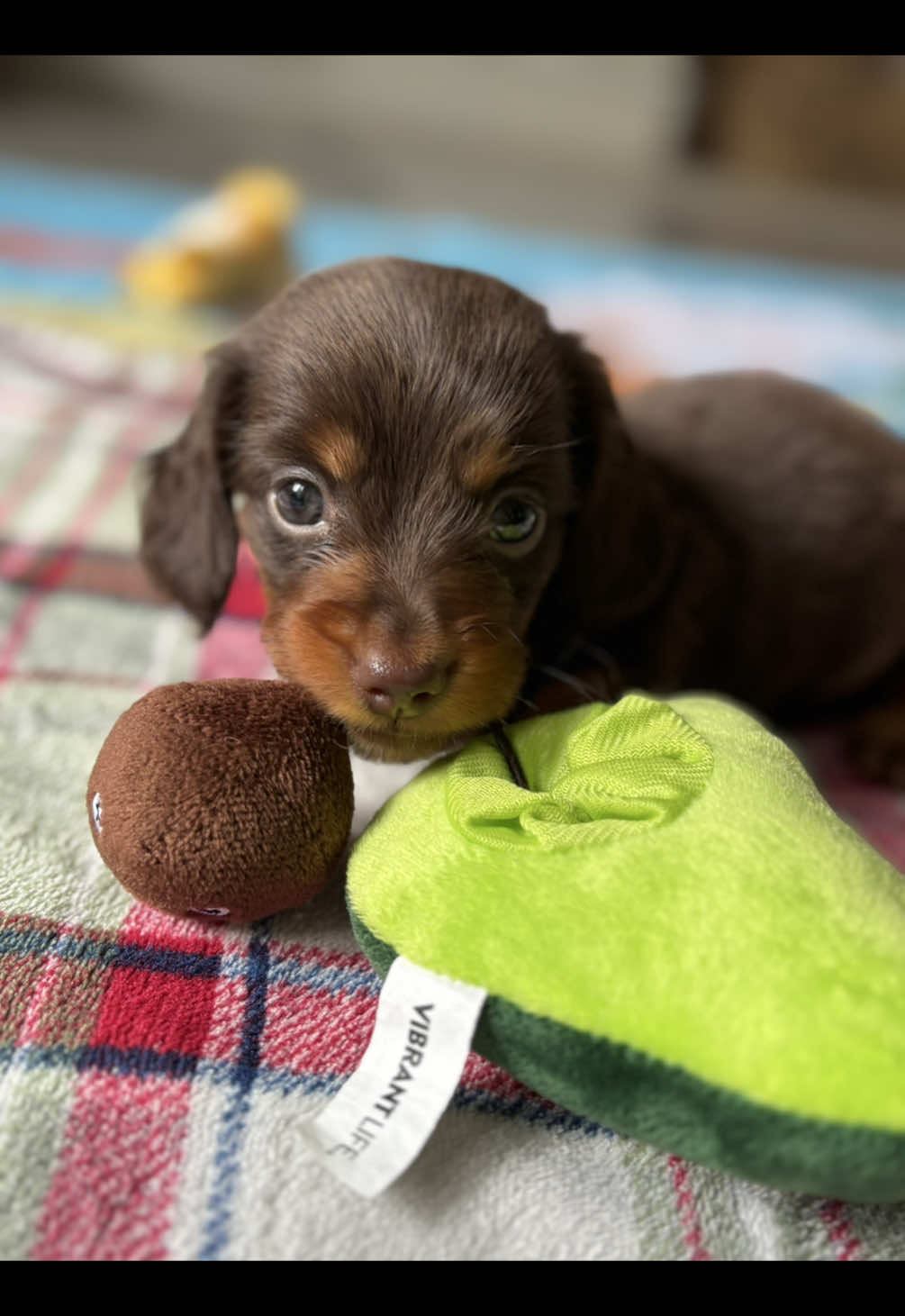 Matilda’s playing! She’s turning into a puppy🥰🐶🦴🧸