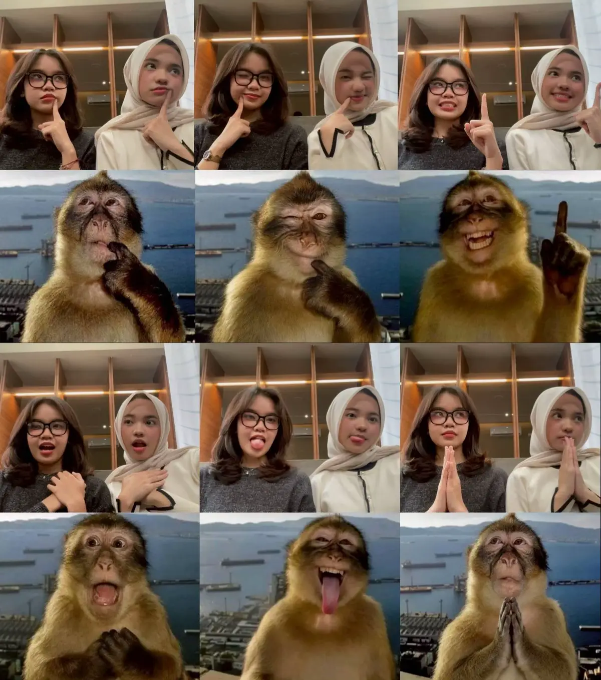 #monkey #meme #cute #mirip #pusinguts #bff #fyp