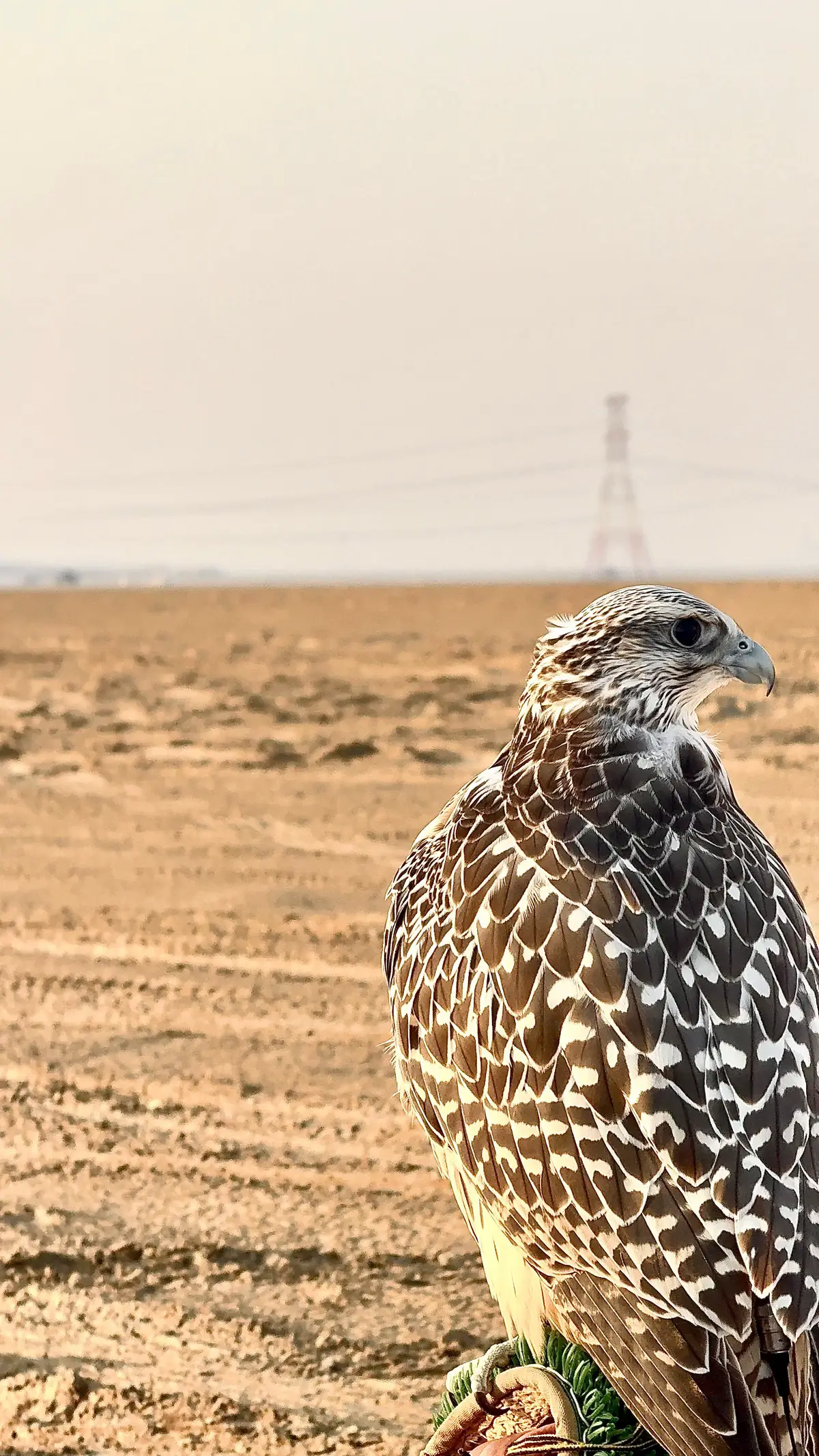 Abu Dhabi falcon🤣😂🪶