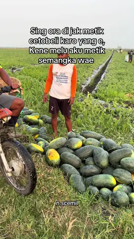 Pilih yang mana 🍉 atau 🍓? #petanimudasukses #petaniindonesia #petanisemangka🍉 #pejuang600followers #berprosesbersama @arief@9313 