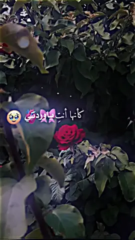 #وهيكااا🙂🌸تابعووني🙂💔 #مصمم_لايت_موشن✨🖤 