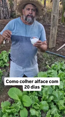 Fazer sempre no final da tarde, no outro dia irrigar normalmente. Vai acelerar o desenvolvimento das suas folhas. Vem comigo. #agro #campo #interior 