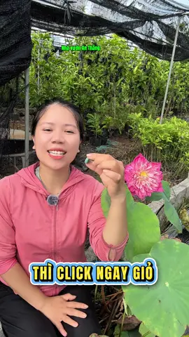 Chăm dưỡng lại hoa sen sau khi tàn #hoadepbonmua #nhavuonthangan #nhavuonanthang #phanbonhoasen #phanbonthuysinh 