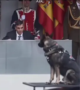 Todo parecido con la realidad es pura verdad.  #pedrodimision #perrosanchez #españa🇪🇸 #parati #dimisionya 