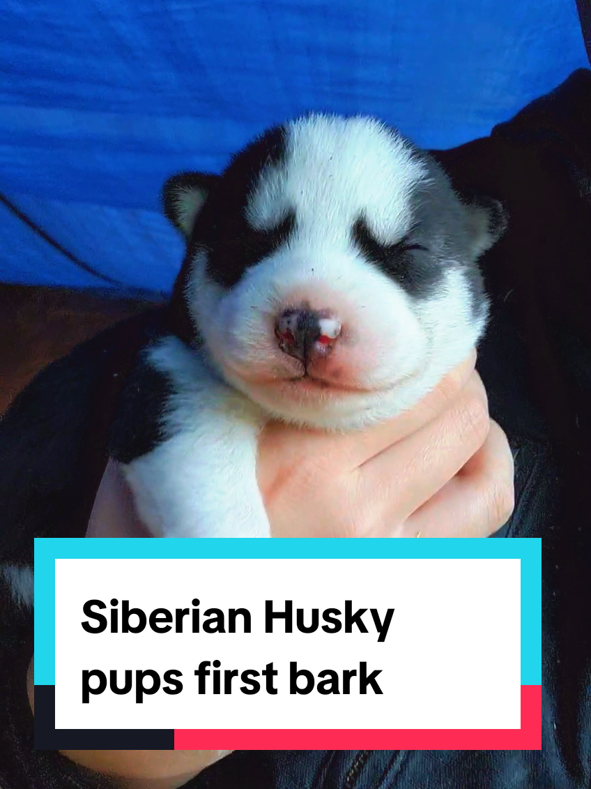 Baby Barks🥺🐾 #fyp #puppy #siberianhuskypuppy #siberianhusky #bark 