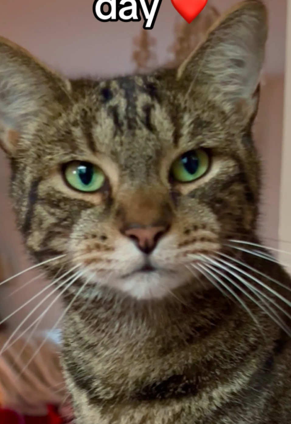 Oti #catlovers #chattycat #cats#meow #tabby