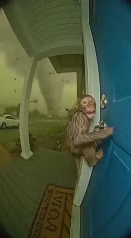 ​Monkey Tries to Break In During Massive Tornado#viralvideos #monkey #tik #sora 