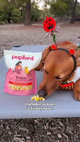 @Pupford ‘s NEW Pumpkin Training Treats just dropped!  Whether you’re at home or out adventuring, these treats keep your dog focused, happy, and ready to learn. ✨ Single-ingredient goodness 🧡 Perfect size for frequent rewards 🙌 No greasy hands, low-cal, high value No tricks, just treats → grab yours on Pupford.com!  🛍️ Use code CHANCE for a sweet discount! #pupfordpups #PumpkinSeason #DogTrainingTreats #PositiveReinforcement #PumpkinDogTreats   
