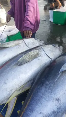 #testers #tuna #freshtuna #thisismyjob #followerstiktok 