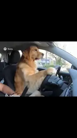 Dogs driving lessons can end badly. Also don’t ask them to park. #ai #goldenretriever #dogs #sora #dogpark 