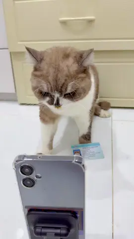 Cuộc gọi thẩm định #meochabeo #mèodễthương #cat #độngvật #meow 