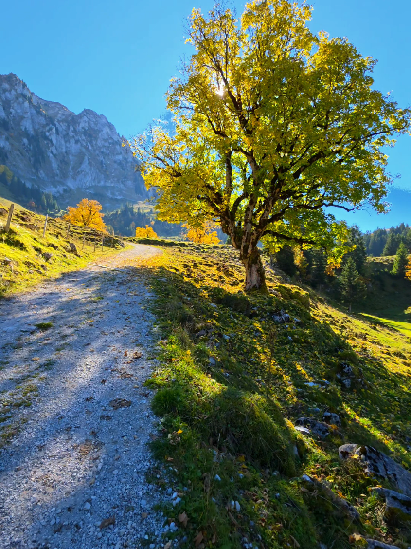#Hiking #fyp #autumn #nature #switzerland 