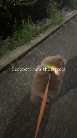 #stroked #scoobert #groomed 