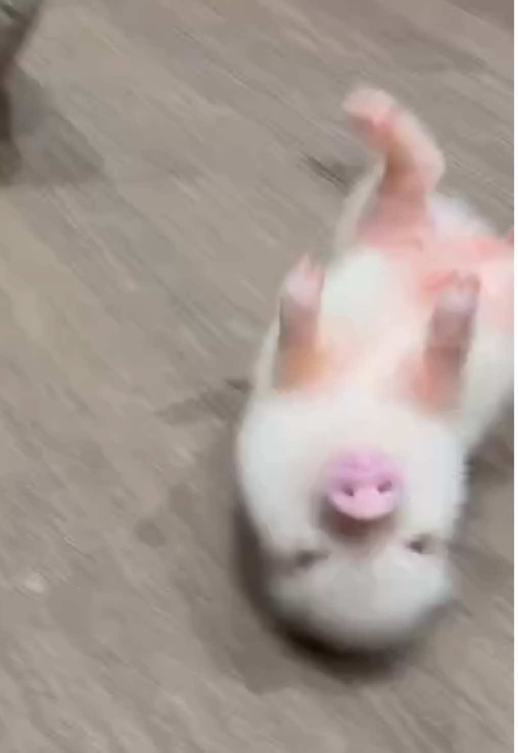 Rolling Tom  #pignic #pig #ブタカフェ #マイクロブタ #fyp 