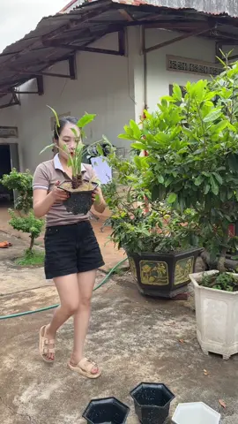 Chậu nhựa trồng cây