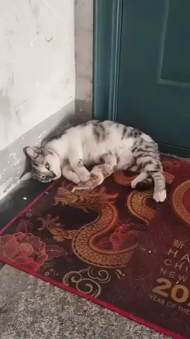 A stray cat gave birth to her four babies outside my door. I saw how she was tired, abdominal muscles were fluttering, And how I helped keep her and her kids safe and healthy. 🍼💖 Chicken, canned food, and love — these small steps mean a lot to their safety and upliftment. Watch this heart touching story of a mother cat and her newborn babies. 🐾 #AnimalRescue #rescueanimals #catlovers 