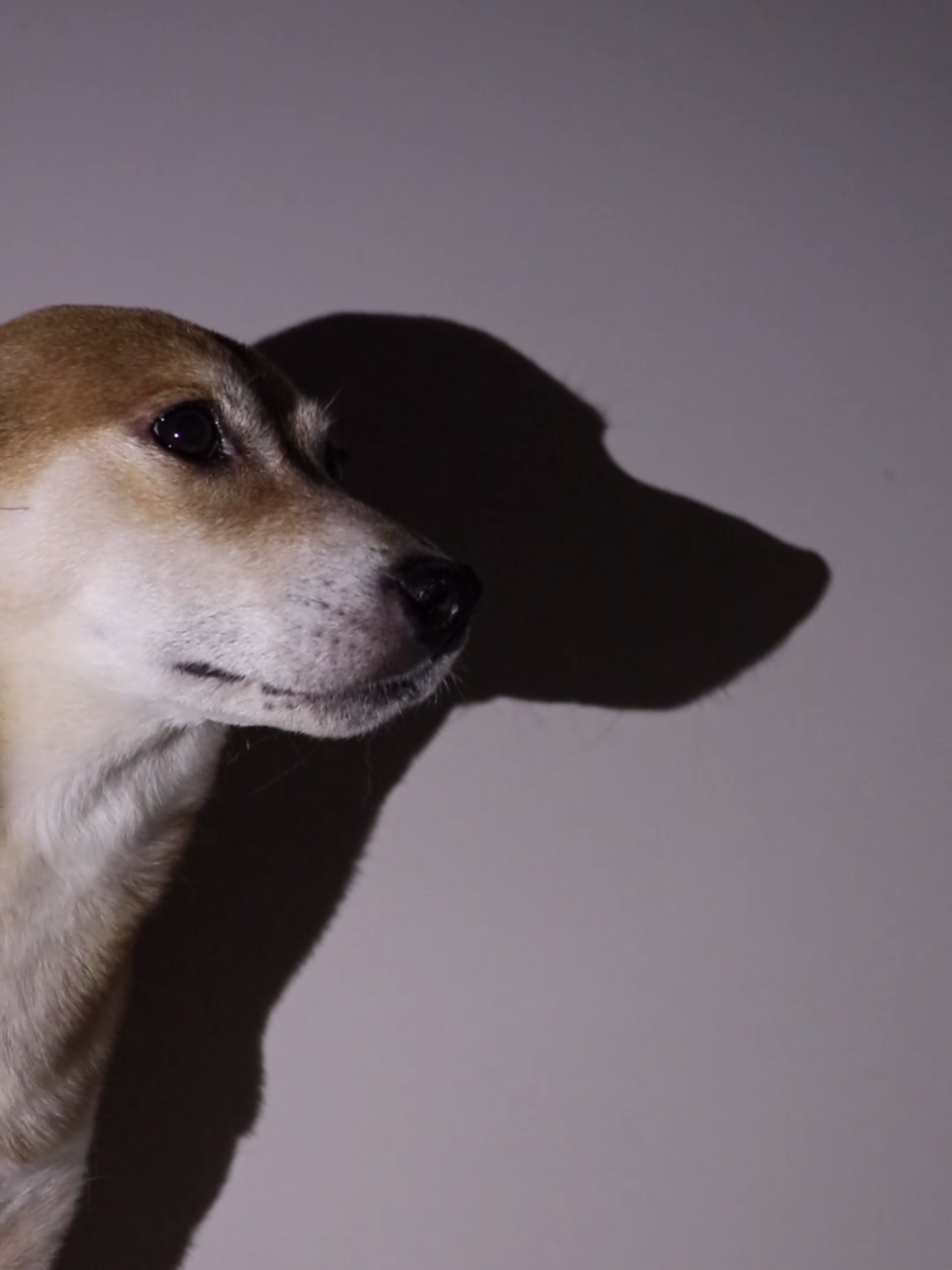 effortless😯 . #shibainu #doglovers #cutedog #dogsoftiktok #doggo 