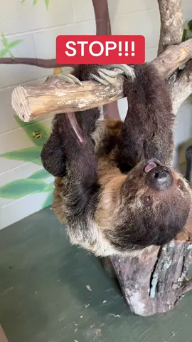 🦥 STOP! It’s snack time for our slowest (and cutest) resident 🍎✨ #SnackTime #slothencounter #virginiasafariparks #visitvirginiasafariparks