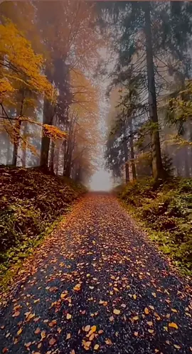 PROĆI ĆE…ILI I TO LAŽU… #balkanmusic #ananikolic #autumn #osijek #broken 