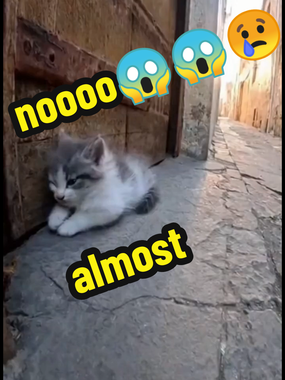 mother cat saves her kitten