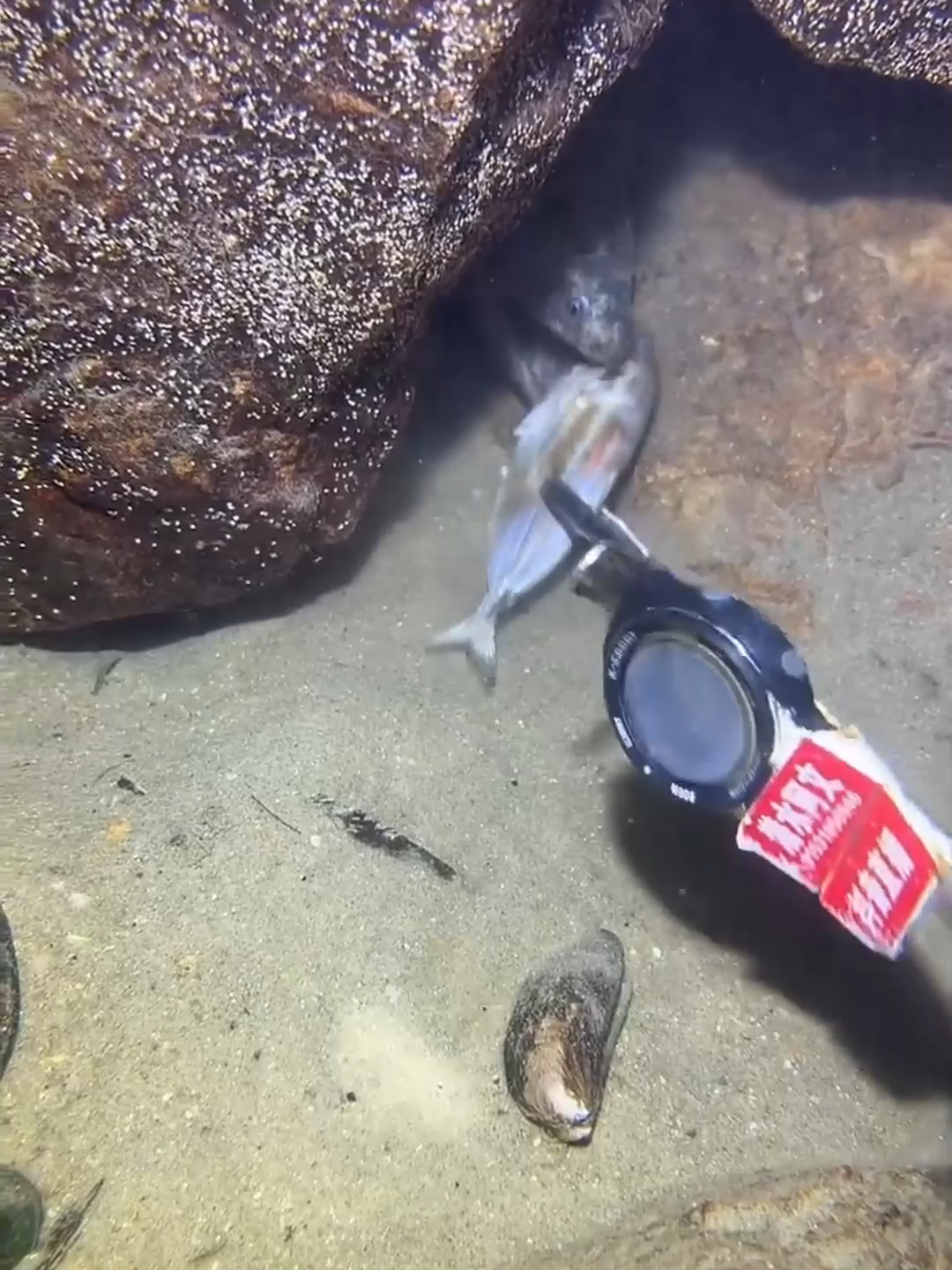 #eels #fishing #diving #crab #lobster #beach #deepsea #nemo #catchthesea #nature #sea