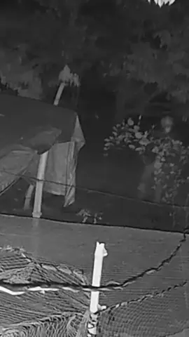 Có mấy con gà lai mà cũng meme bắt trộm 😭#gà_chọi_việt_nam #flop 