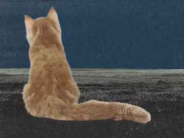 طلب وحدة ، اطلبوني انتوا بعد #fyp #cats #قطط #ترجمة 