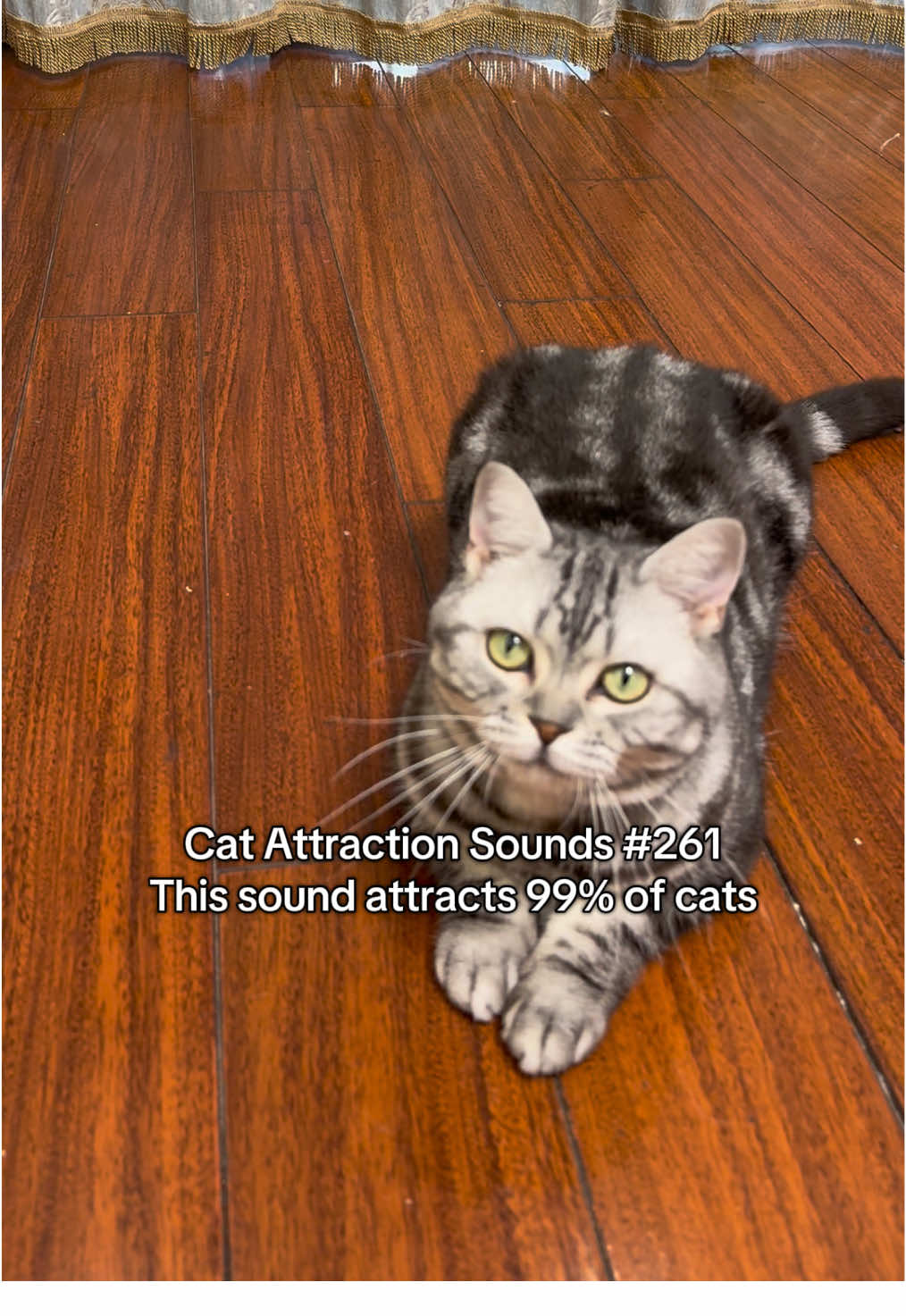 Play this sound to attract your cat 😺🎵 #catsoftiktok #catsounds #catsong #meow #catcalling 