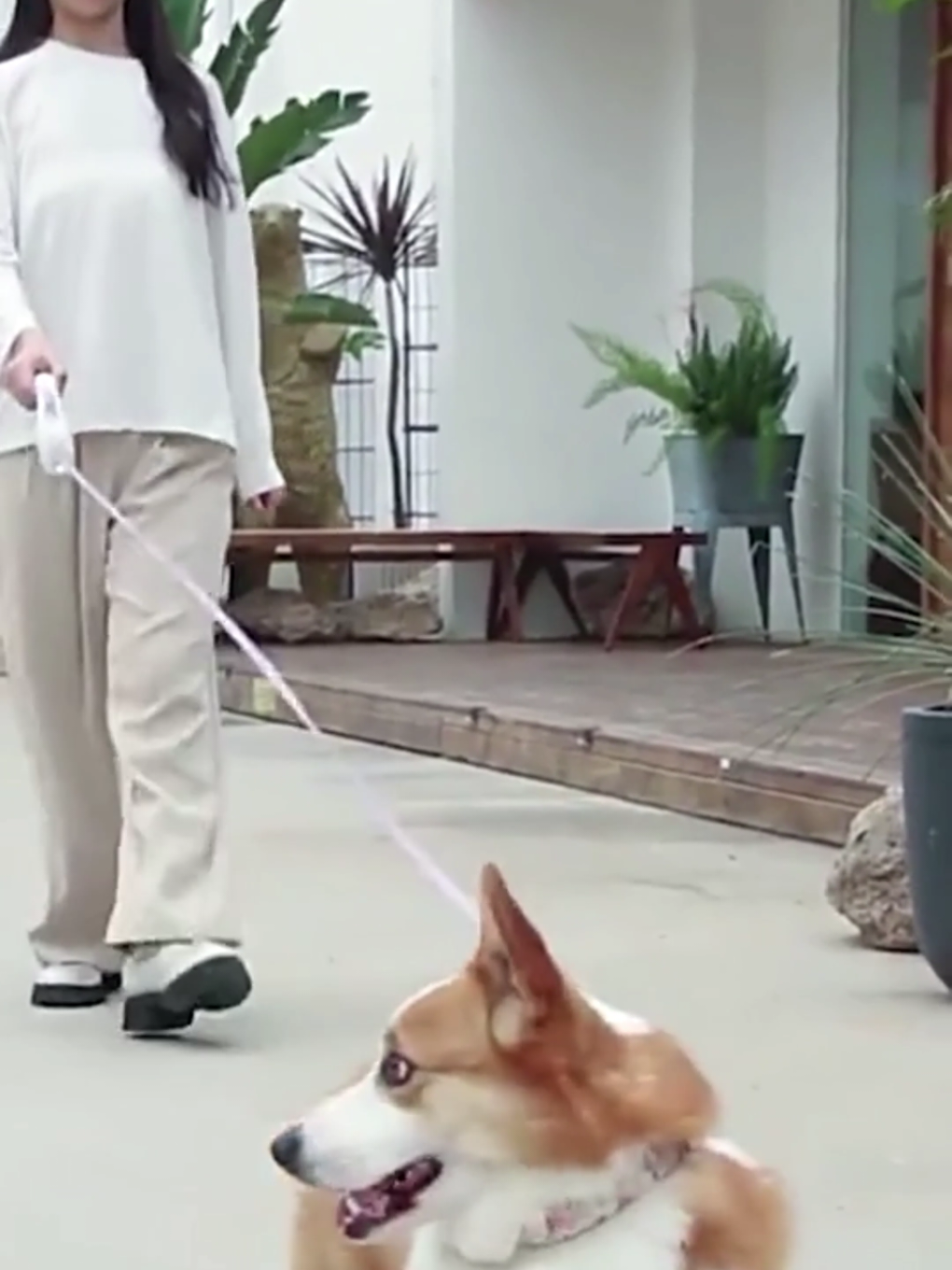 Walks made smarter 🐾✨ The Retractable Dog Leash with Spotlight Collar gives you control, comfort, and visibility — day or night. Safe walks, happy pets 💡❤️ 🔗 Link in bio #PetAccessories #DogLeash #SmartPet 