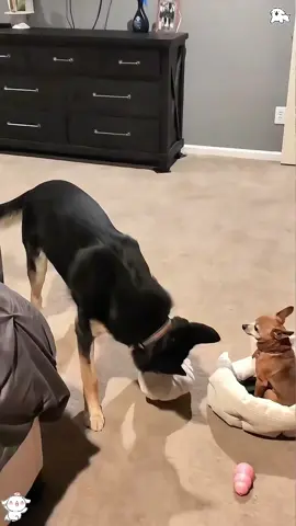 #funnyvideos #funny #animals #dog #fyp 